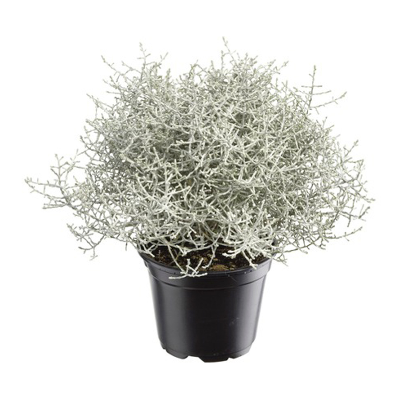 CALOCEPHALUS-FEUILLAGE-GRIS