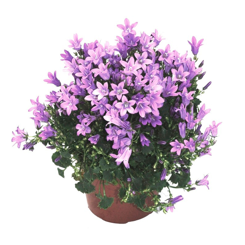 CAMPANULA-FEUILLAGE-VERT-FLEUR-BLEU