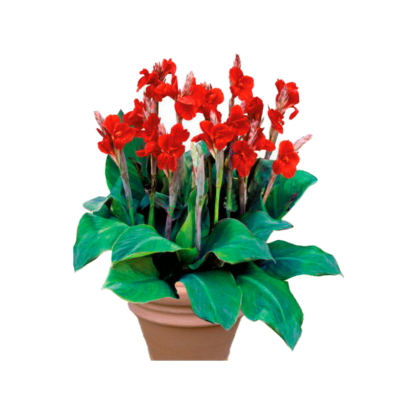 CANNA-FEUILLAGE-VERT-FLEUR-ROUGE