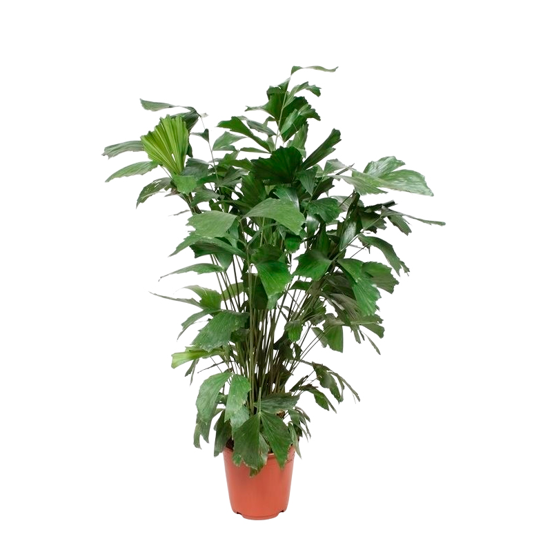 CARYOTA-FEUILLAGE-VERT
