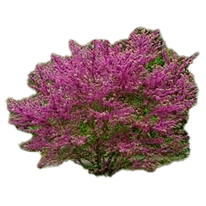 CERCIS-SILIQUASTRUM