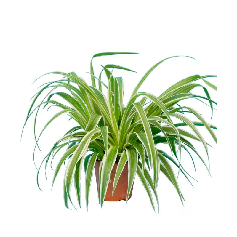 Chlorophytum