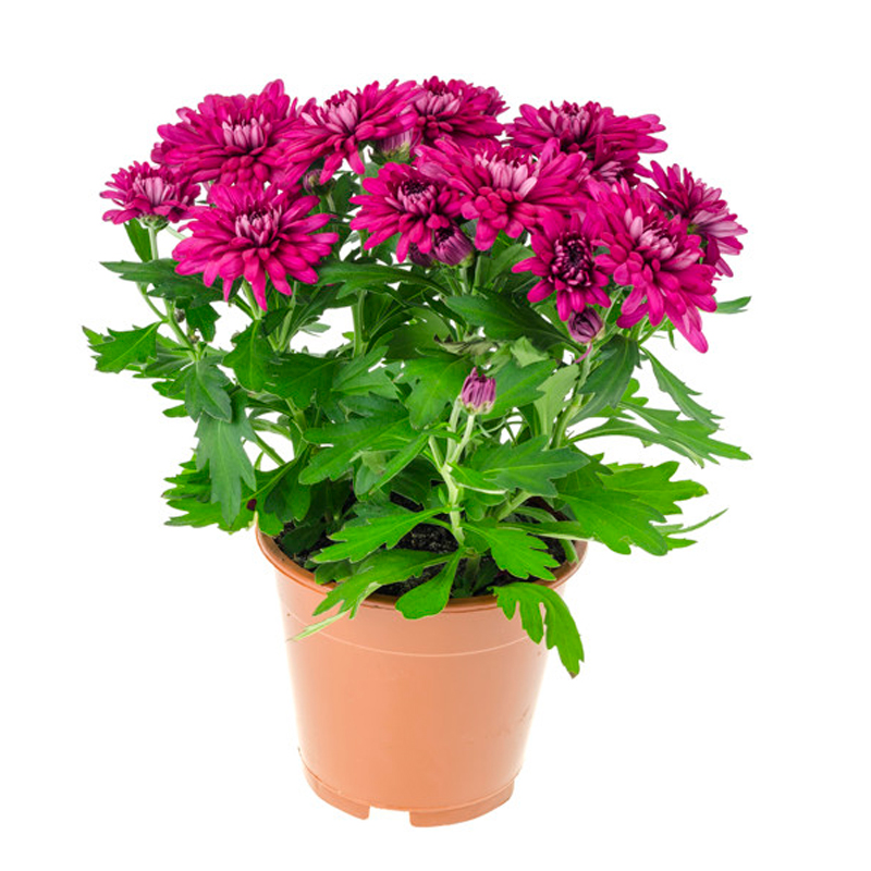 CHRYSANTHEME-FLEUR-ROSE
