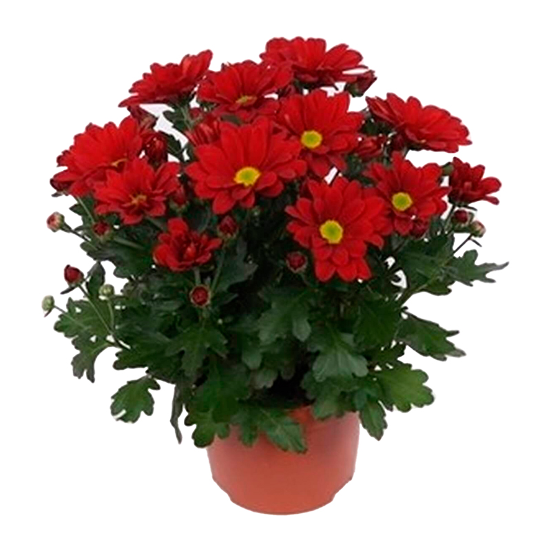 CHRYSANTHEME-FLEUR-ROUGE
