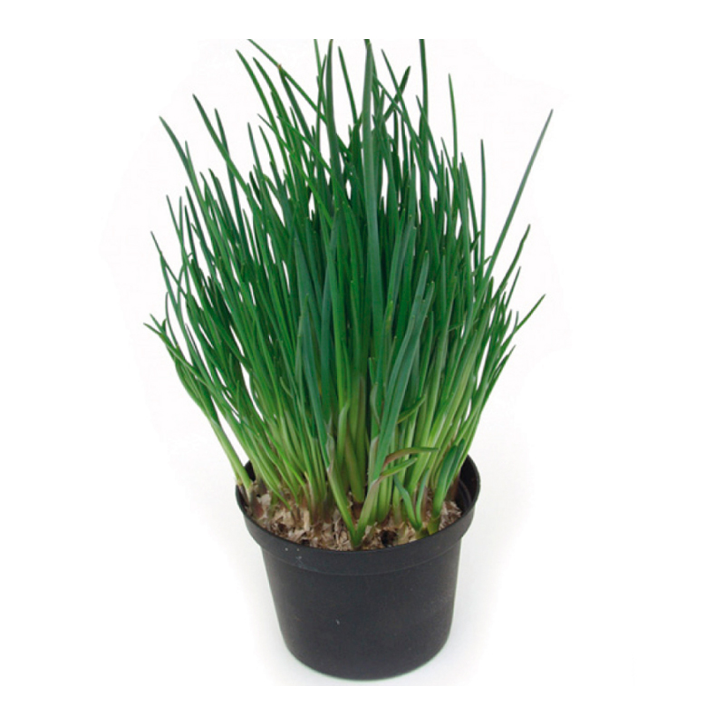 CIBOULETTE-FEUILLAGE-VERT