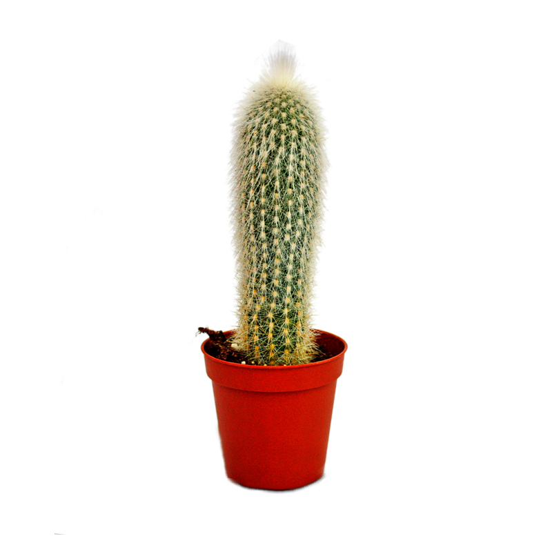 CLEISTOCACTUS-STRAUSI