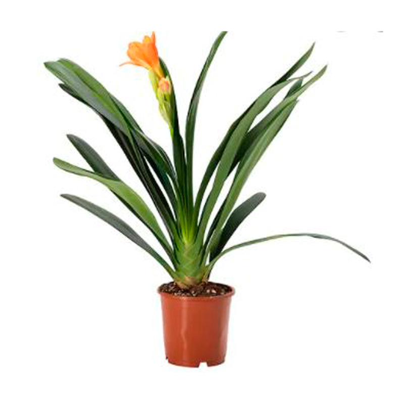 CLIVIA-FLEUR-ORANGE
