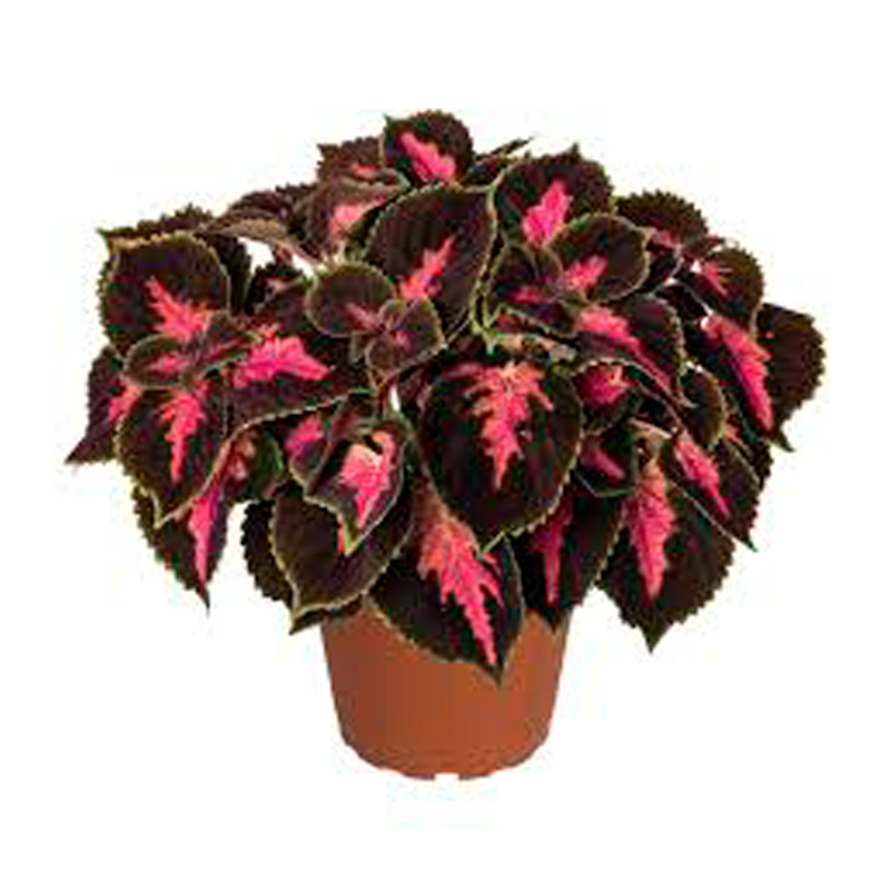 COLEUS-Rouge