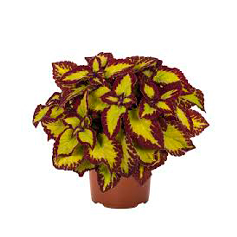 COLEUS-6