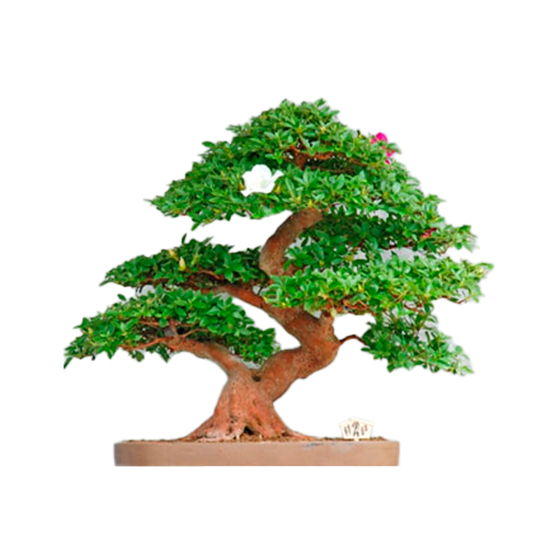 COPROSMA-BONSAI-FEUILLAGE-VERT