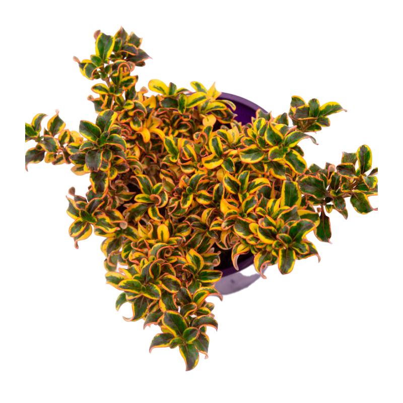 COPROSMA-FEUILLAGE-PANACHE(JAUNE-VERT)