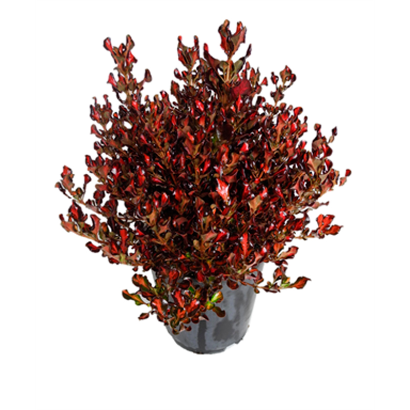 COPROSMA--FEUILLAGE-ROUGE