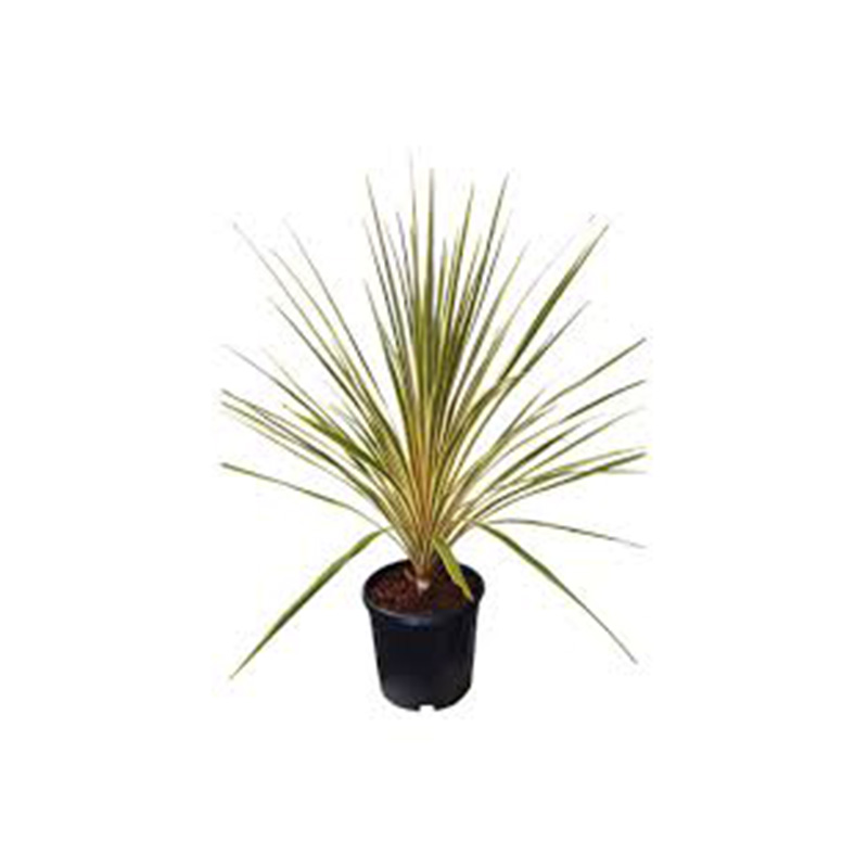 CORDYLINE AUSTRALIS DAZLEER