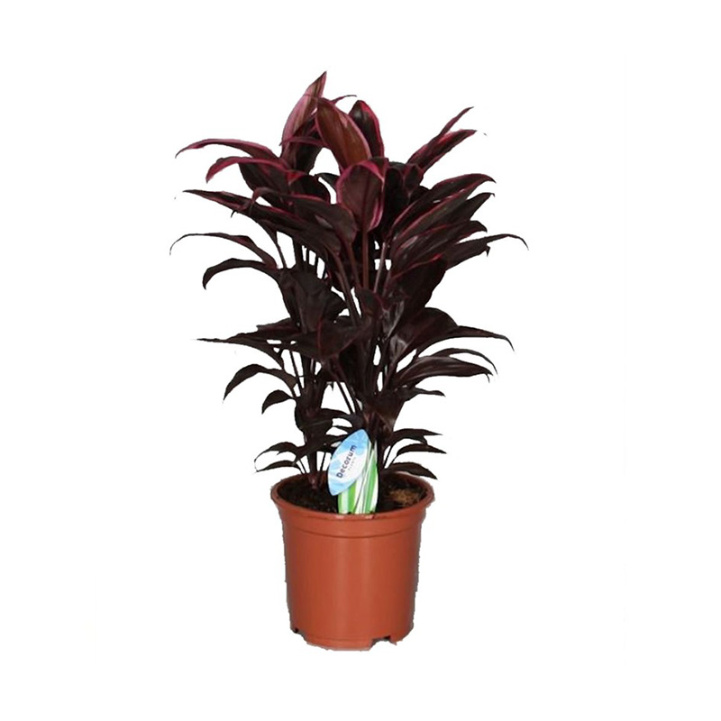 CORDYLINE MAMBO
