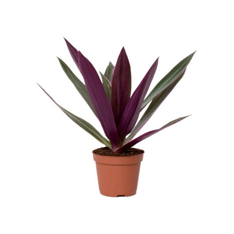 CORDYLINE RHOEO