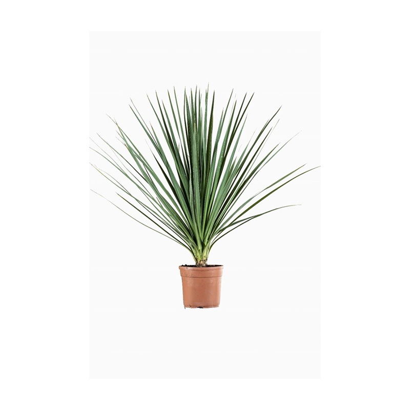CORDYLINE