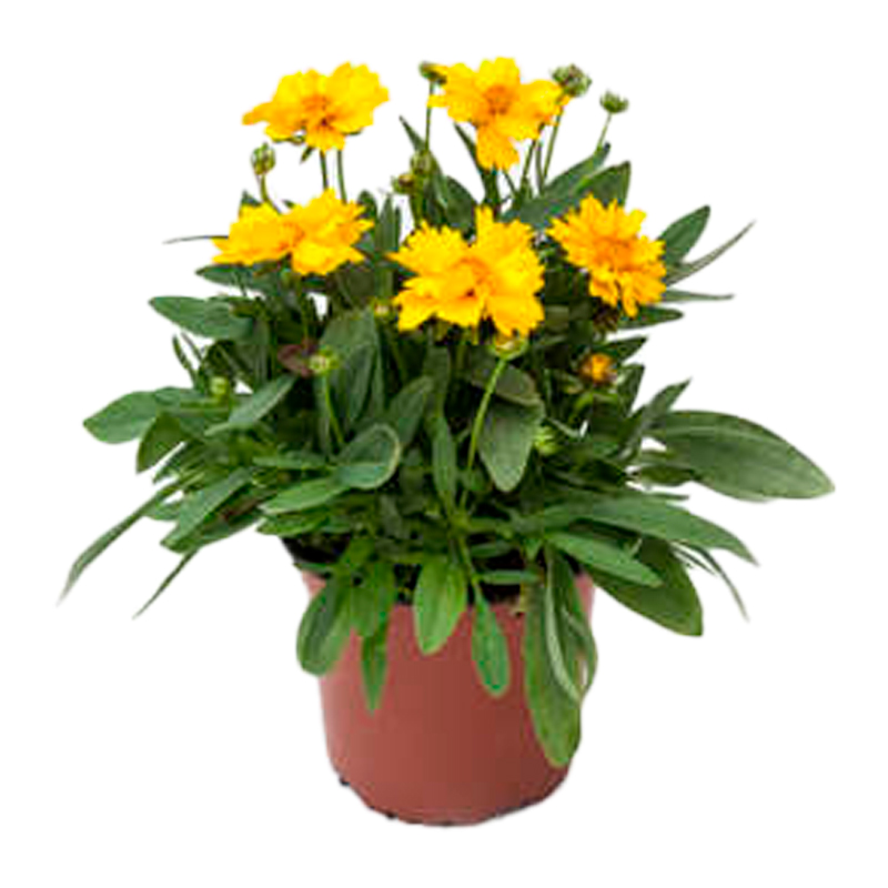 COREOPSIS-FLEUR-JAUNE