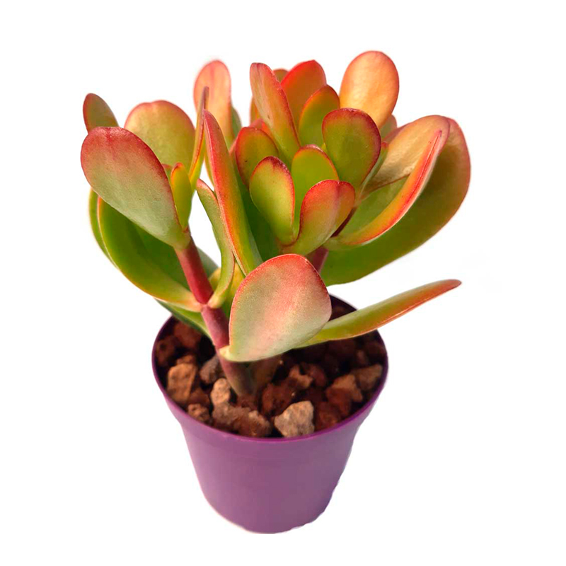 CRASSULA-FEUILLAGE-PANACHE