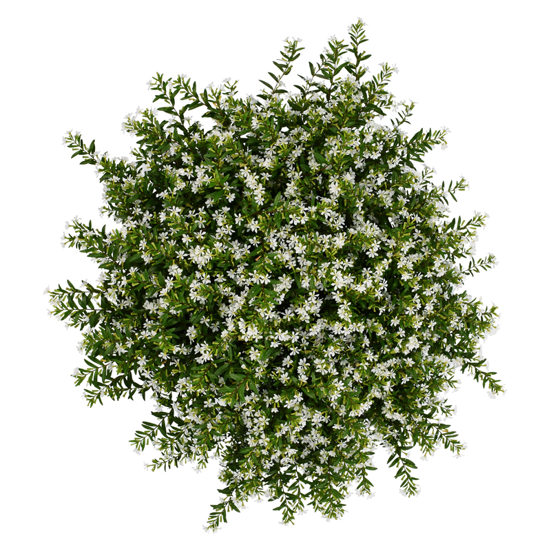 CUPHEA-FLEUR-BLANC