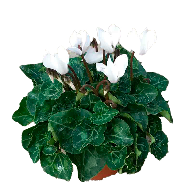 CYCLAMEN-FLEUR-BLANC