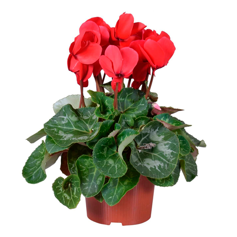 CYCLAMEN-FLEUR-ROUGE