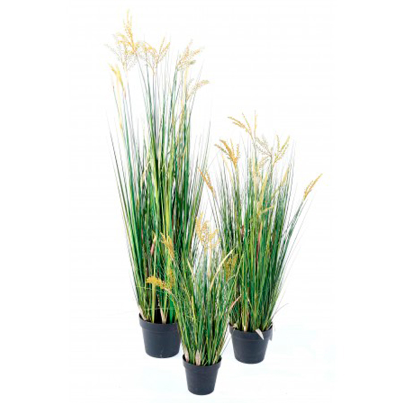 CYPERUS--FEUILLAGE-VERT