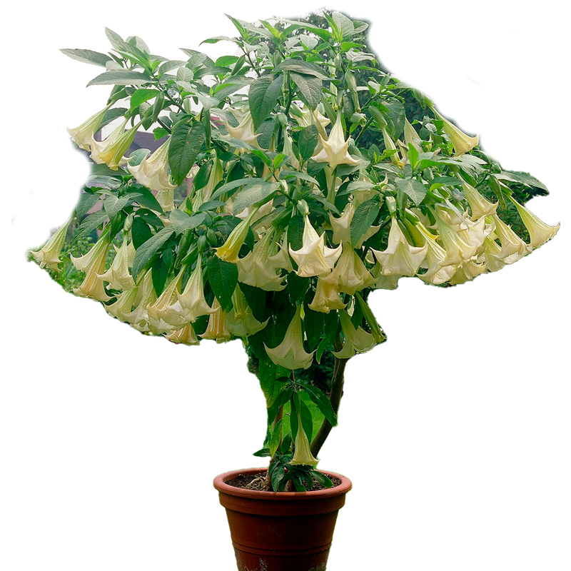 DATURA-FEUILLAGE-VERT