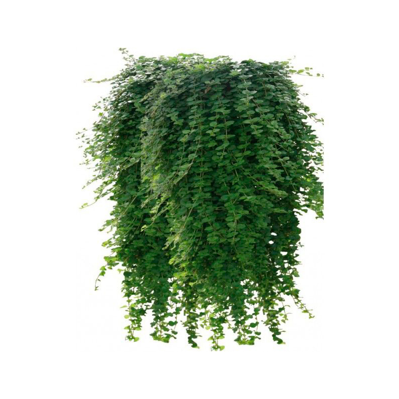 DICHONDRA-FEUILLAGE-GRIS