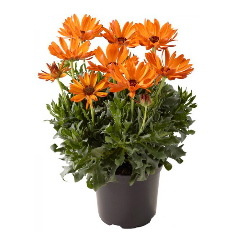 DIMORPHOTECA-FLEUR-ORANGE