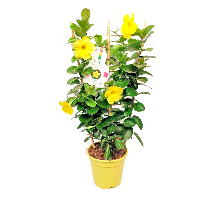 DIPLADENIA-FEUILLAGE-(VERT-JAUNE)
