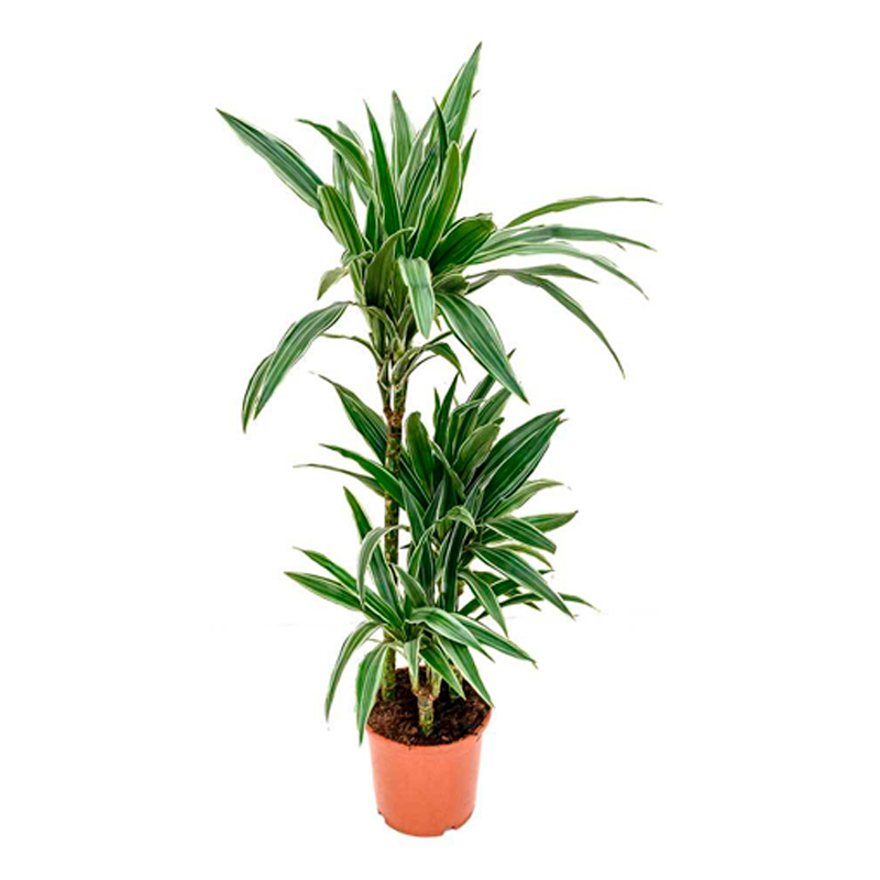 DR-DEREMENSIS-FEULLIAGE-VERT
