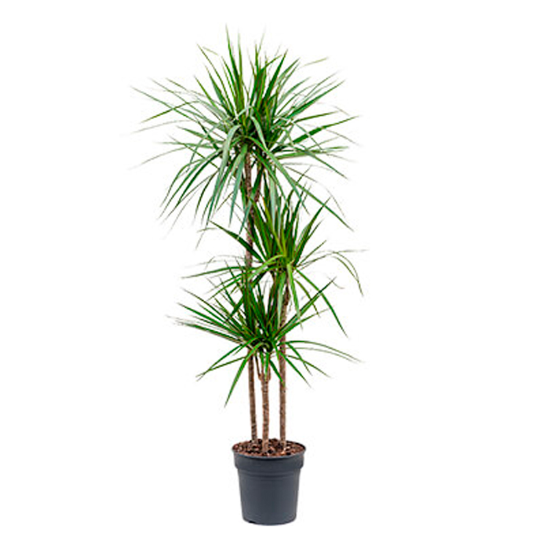 Dr marginata