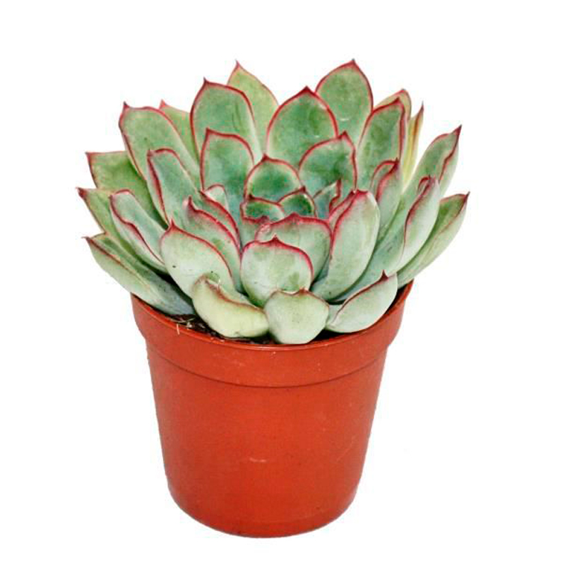 ECHEVERIA-FEUILLAGE-GRIS