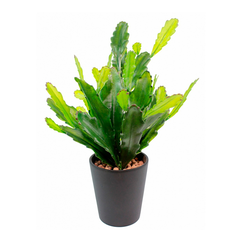 EPIPHYLLUM-FEUILLAGE-VERT