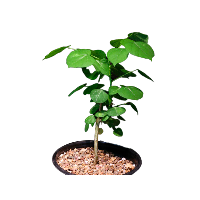 ERYTHRINA-CAFFRA