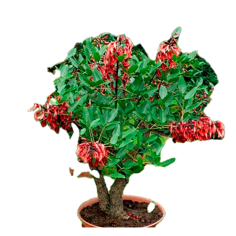 ERYTHRINA-CRISTA