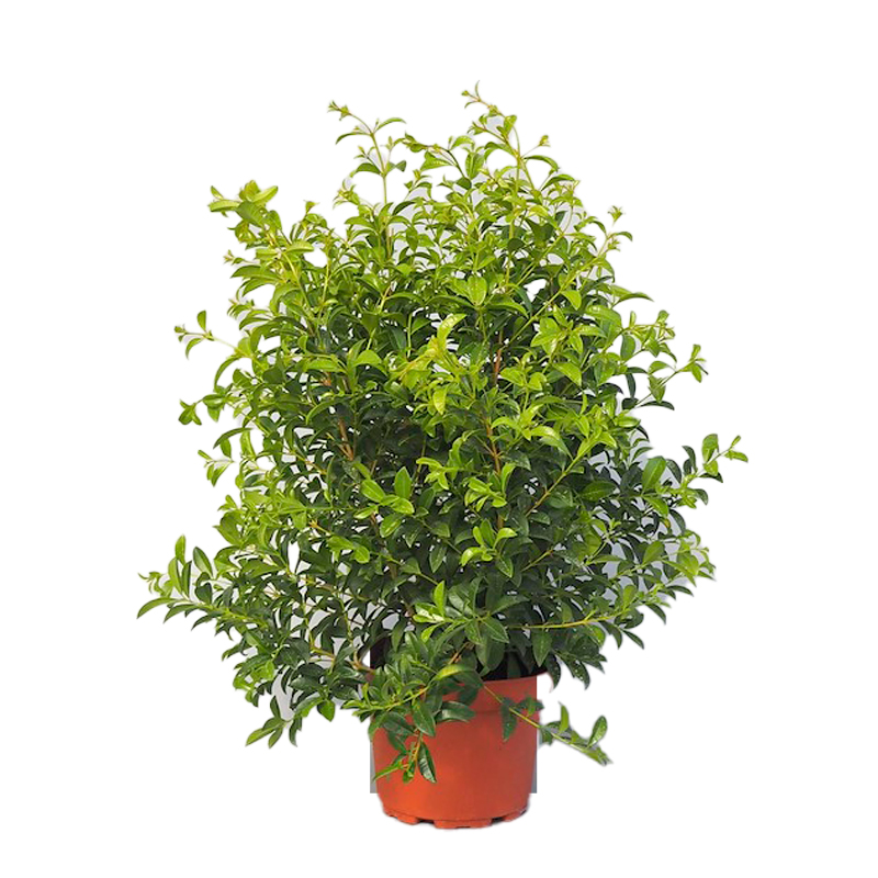 EUGENIA-MYRTIFOLIA