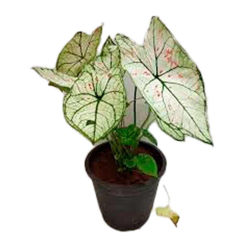 EUPHORBIA-CALADRUM