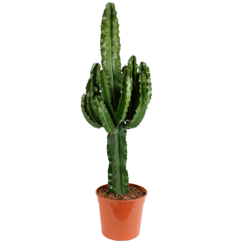 EUPHORBIA-INGENS