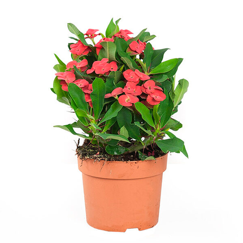 Euphorbia  milii