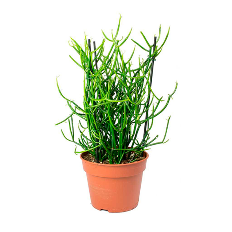 EUPHORBIA-TIRUCALLI