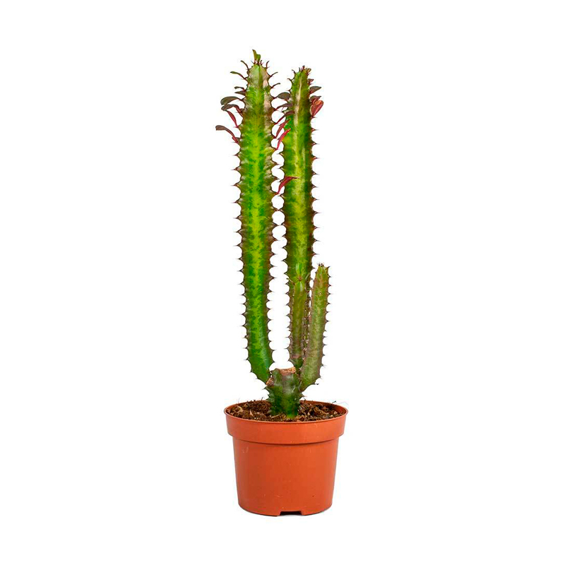 EUPHORBIA-TRIGONA