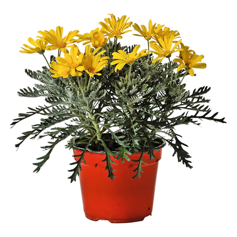 EURYOPS-FLEUR-JAUNE