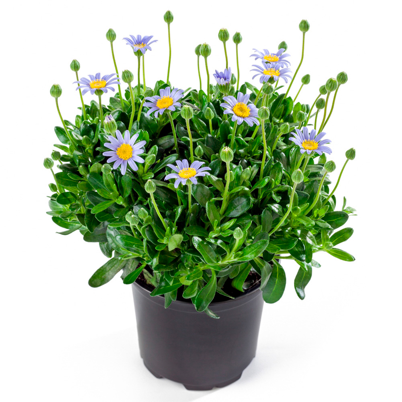 FELICIA-FLEUR-BLEU