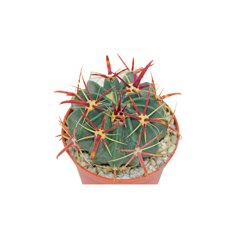 FEROCACTUS