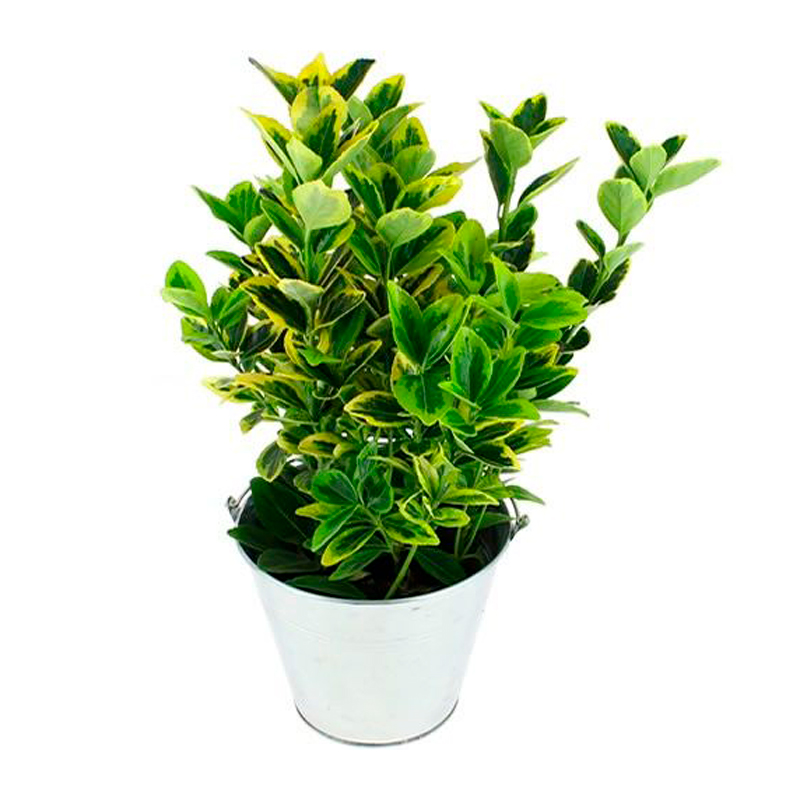 FUSAIN--FEULLIAGE-VERT