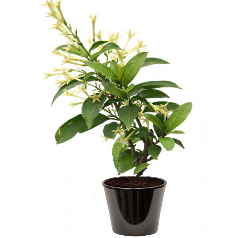 GALANT-DE-NUIT--FEULLIAGE-VERT-FLEUR-BLANC