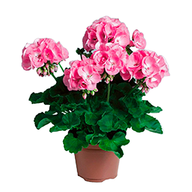 GER-ZONALE-FLEUR-ROSE