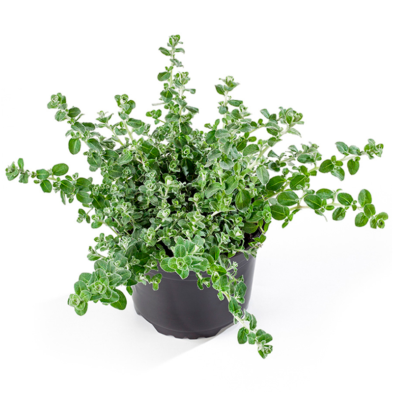 Gnaphalium