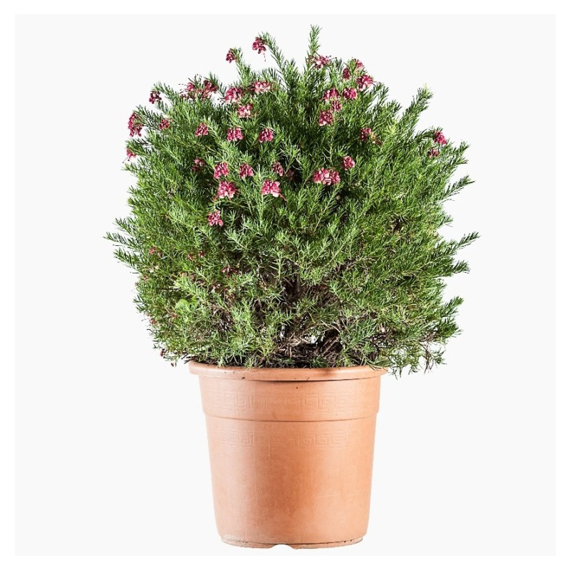 GREVILLEA